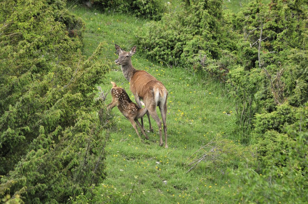 Cuccioli  (fotoracconto)